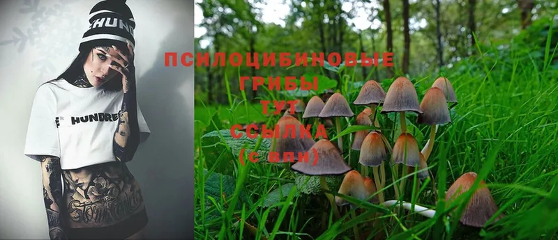 Галлюциногенные грибы Psilocybe  блэк спрут зеркало  Юхнов 